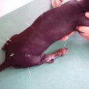 덕수동물병원 이미지