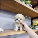 강아지분양 애견입양 아이러브독 인천점 이미지