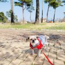 물치천로 이미지