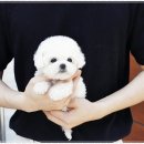 펫퍼스트 24시 강아지분양 고양이분양 파주운정점 이미지