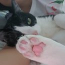 덕정 동물의료센터 이미지