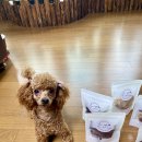 해브어굿댕 이미지