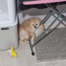 강아지 꼬순내 이미지