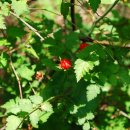 계룡산목장 이미지