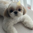 모모그루밍 | 인천검단신도시 애견미용 '모모그루밍'ᅵ말티츄 알머리컷+스포팅 후기