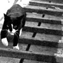 고양이이야기 이미지