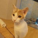 원킬복싱 이미지