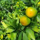 삼다감귤영농조합법인 | 10% 쿠폰까지 있는데, 제주 농장직송 감귤을 놓칠 수 없어요!