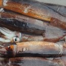 싱싱오징어 이미지