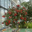 예쁜멍멍이 | 예쁜 식물원이 있는 시지브런치 맛집 슬로우라이프 욱수 후기🧡