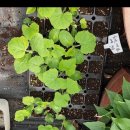 파주정수농장 이미지