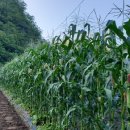 꽃뜨락단양민박 이미지