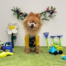 고잔유치원 | [안산 애견호] 이래서 강아지 유치원 보내는구나 알게 된 옐레드 안산고잔점
