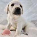 도그마루 강아지고양이 인천논현점 이미지