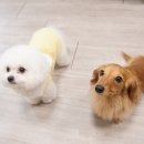 조이 애견 유치원 이미지