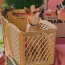 땡큐펜션 이미지