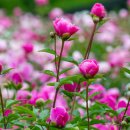 삼현농장 3 이미지