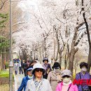 양재천 연인의 거리 이미지