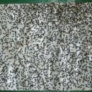 삼양가축약품 이미지