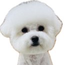 더사랑할개 이미지