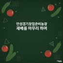 토경팜 | 안성경기창업준비농장 토경오이 작기 철거 후기, 첫 재배를 마무리하며