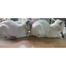 포캣(for cat) | 포캣(for cat) 고양이 미용실 9월 추석 연휴 휴무 안내