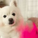 꼼지락 강아지 이미지