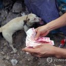 Fall in dog 이미지