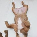 애코카랜드