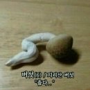 김해뒷고기매운갈비찜 네이버블로그