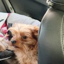 리틀레이첼 이미지