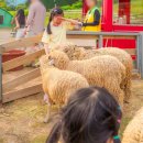 양떼마트 이미지