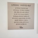 라이프독 이미지