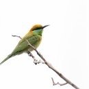 벌잡이 새 (Green bee eater) 이미지