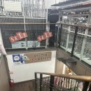 로얄샵 | 송파 골프샵 마제스티 블랙 로얄 드라이버 시타 후 구매 후기 내돈내산