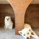 댕즈 이미지