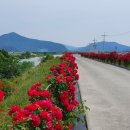 장미꽃길 2 이미지