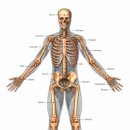 인체의 구성원소 이미지