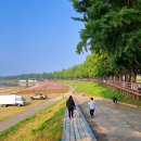 곡교천 은행나무길 이미지