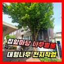 송탄스카이학원 | 주택가 높은나무벌목 | 대형나무자르기 나무전지작업
