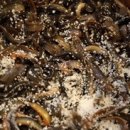 경상도추어탕식당 이미지