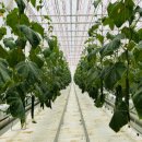 제일 팜 마트 이미지