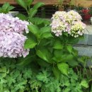 행복을주는꽃 이미지