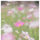 송현공원 이미지