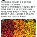 갓템 이미지