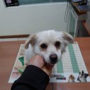 곰달래로 이미지