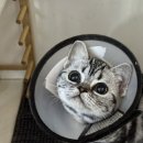 라마지샤 이미지