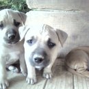 월향농장 이미지