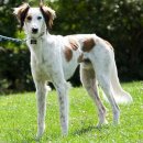 도그인 그레이 이미지