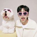 행복한개 이미지